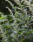 Mugwort Bath